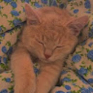 Meet your Posher, Max